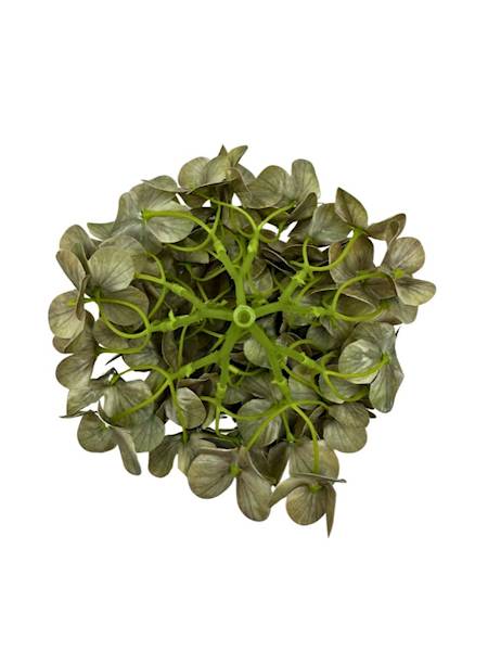 Hortensja główka 18 cm zielona