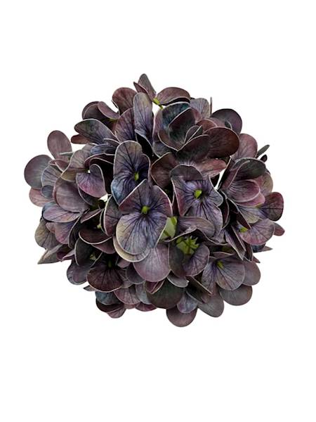 Hortensja główka 18 cm fiolet i niebieski