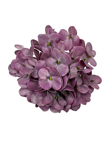 Hortensja główka 18 cm jasny fiolet