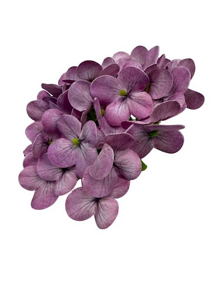 Hortensja główka 18 cm jasny fiolet