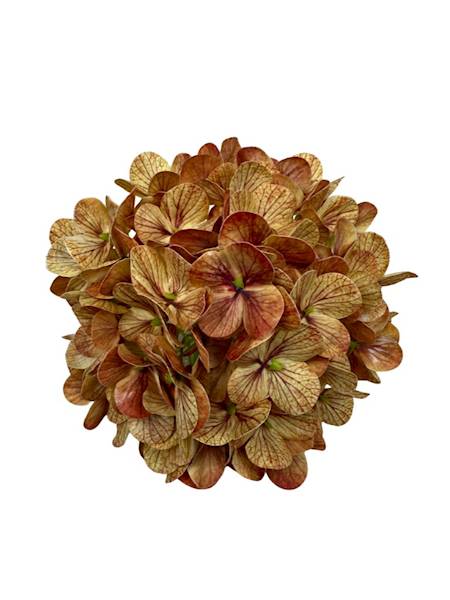 Hortensja główka 18 cm pomarańczowa