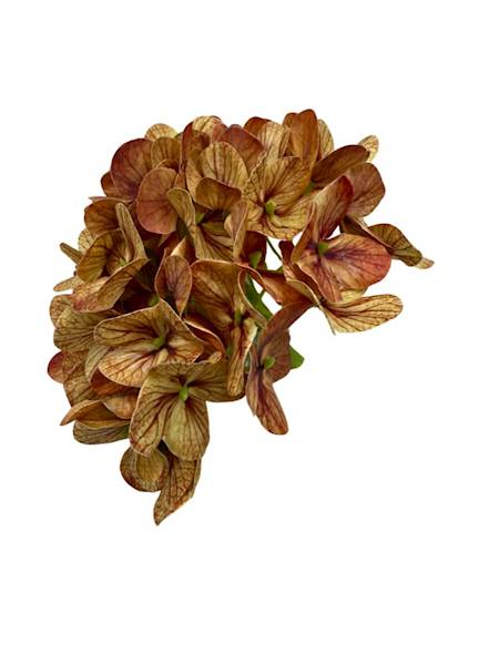 Hortensja główka 18 cm pomarańczowa