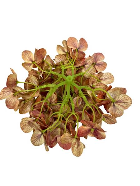 Hortensja główka 18 cm pomarańczowa