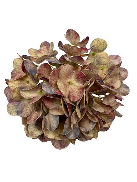 Hortensja główka 18 cm kolorowa