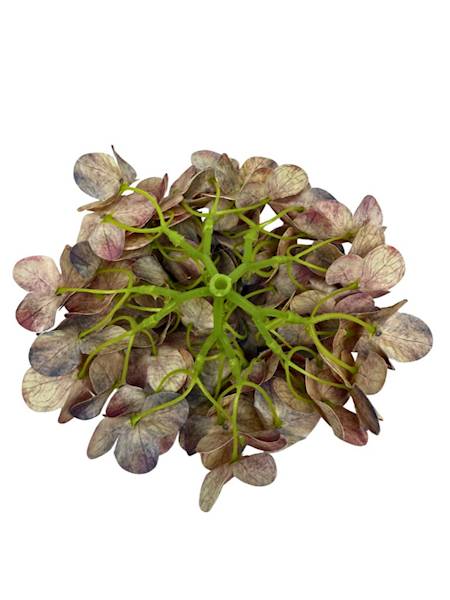 Hortensja główka 18 cm kolorowa