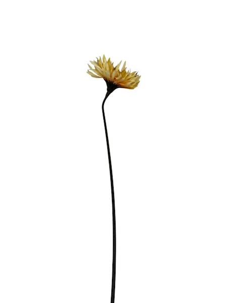 Gerbera gałązka 45 cm żółta