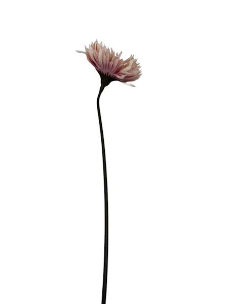 Gerbera gałązka 45 cm brudny róż i krem