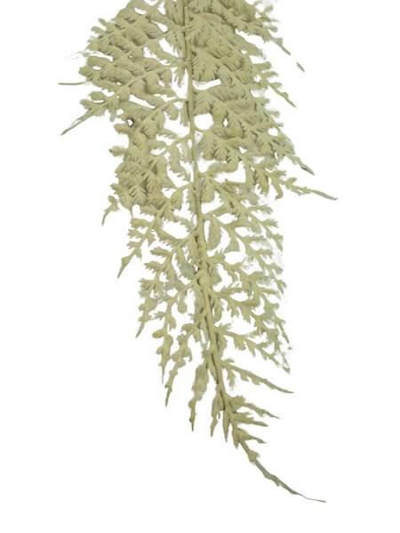 Paproć liść omszony 55 cm kremowy