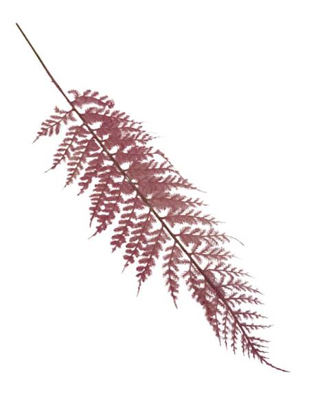 Paproć liść omszony 55 cm róż