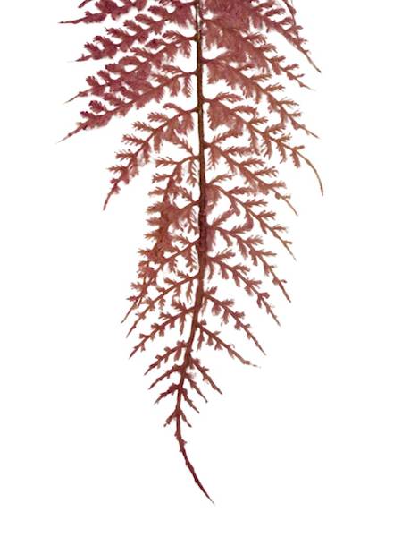 Paproć liść omszony 55 cm róż