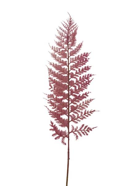 Paproć liść omszony 55 cm róż