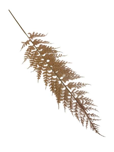 Paproć liść omszony 55 cm beż