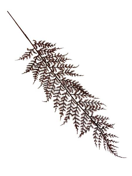 Paproć liść omszony 55 cm brąz