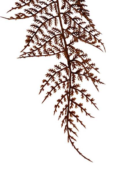 Paproć liść omszony 55 cm brąz