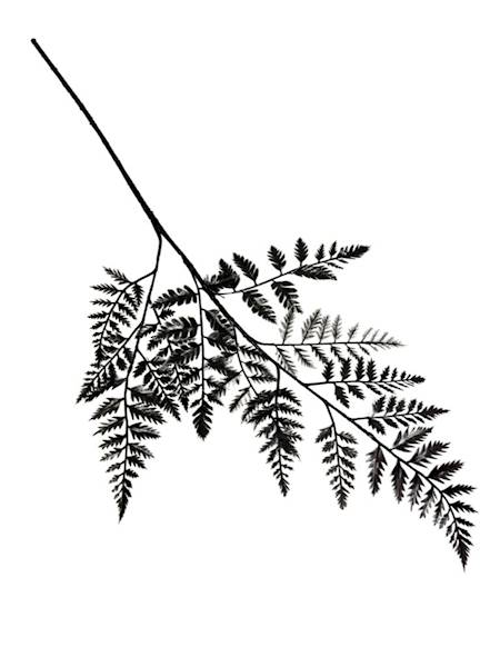 Paproć gałązka 62 cm czarna