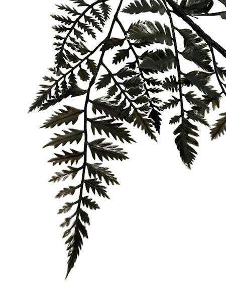 Paproć gałązka 62 cm czarna