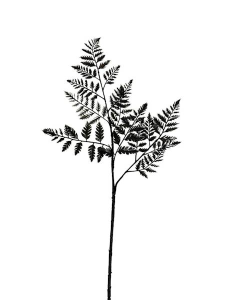 Paproć gałązka 62 cm czarna