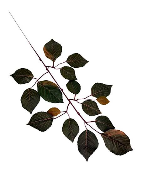 Liść buka gałązka 60 cm ciemno zielony