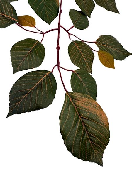 Liść buka gałązka 60 cm ciemno zielony