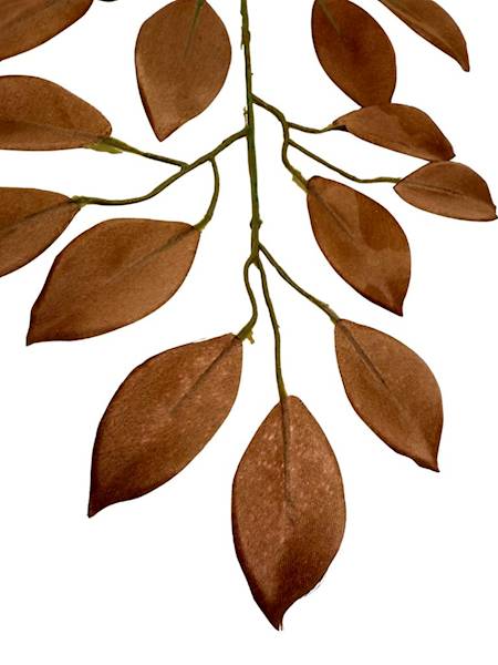 Fikus gałązka 53 cm brąz