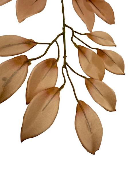 Fikus gałązka 53 cm jasny brąz