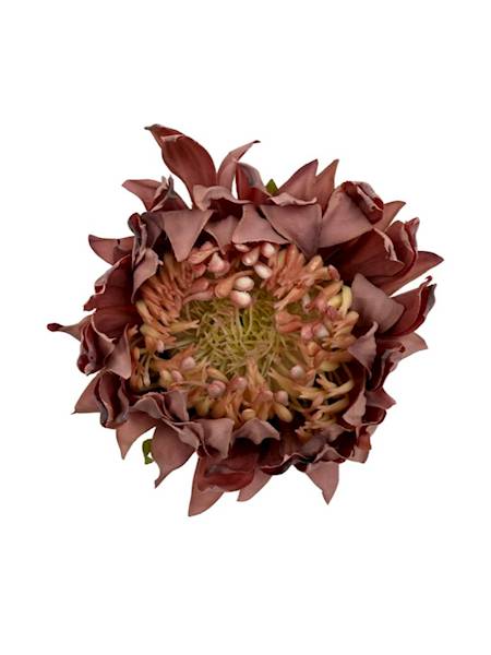 Słonecznik główka 10 cm brudny róż