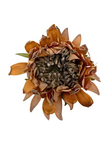 Słonecznik główka 10 cm jasny pomarańcz