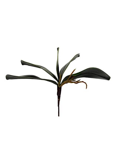 Liście storczyka 28 cm 