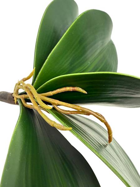 Liście storczyka 28 cm 