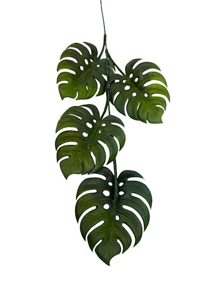Monstera gałązka 55 cm ciemno zielona