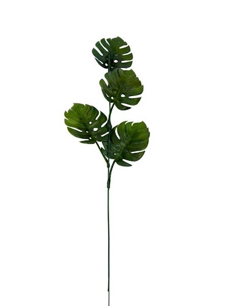 Monstera gałązka 55 cm ciemno zielona