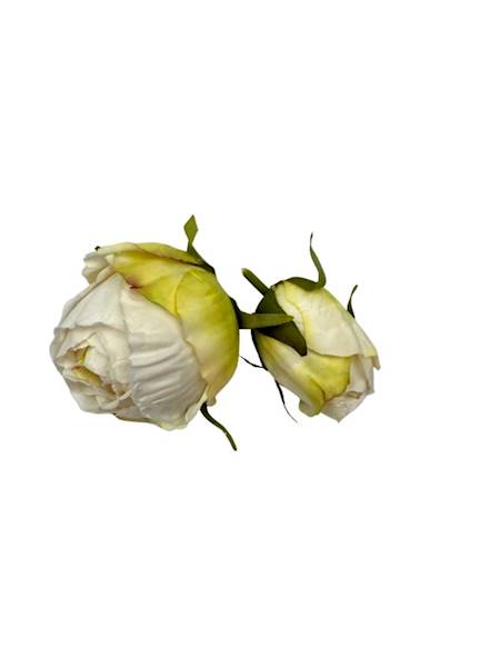 Róża główka + pąk kremowy