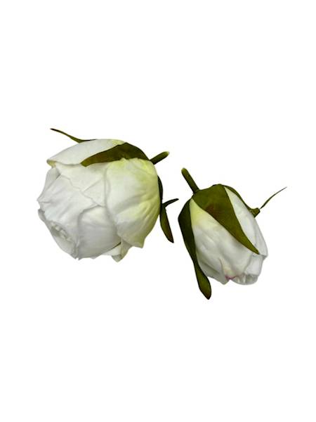 Róża główka + pąk biały