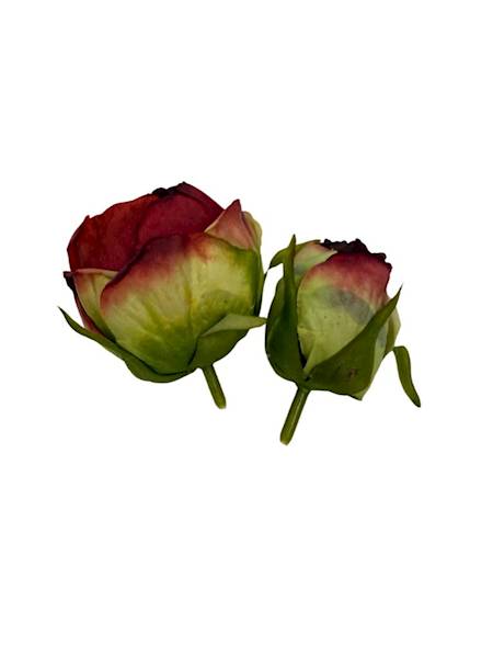 Róża główka + pąk bordo