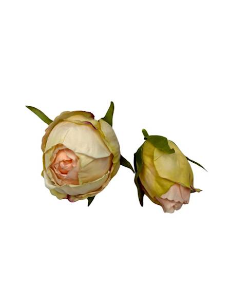 Róża główka + pąk jasna brzoskwinia