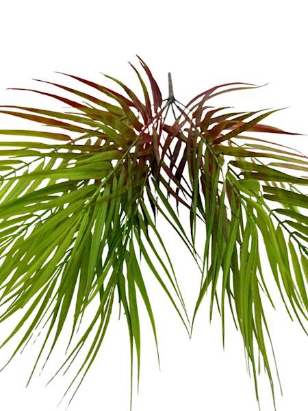 Palma bukiet liści 47 cm