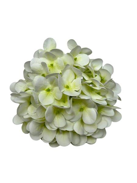 Hortensja główka 18 cm biała