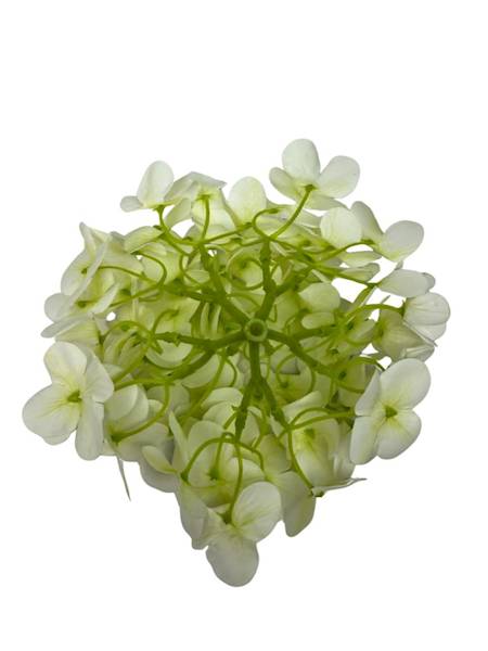 Hortensja główka 18 cm biała
