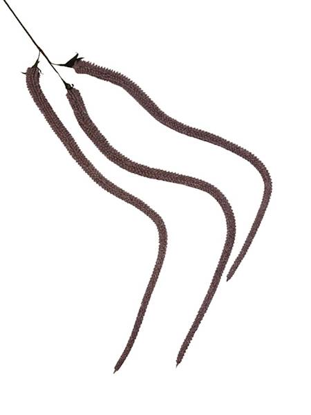 Amarantus 120 cm brudny fiolet