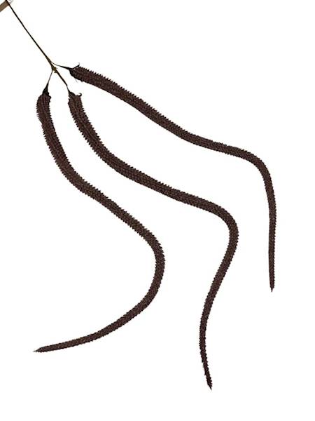 Amarantus 120 cm brązowy