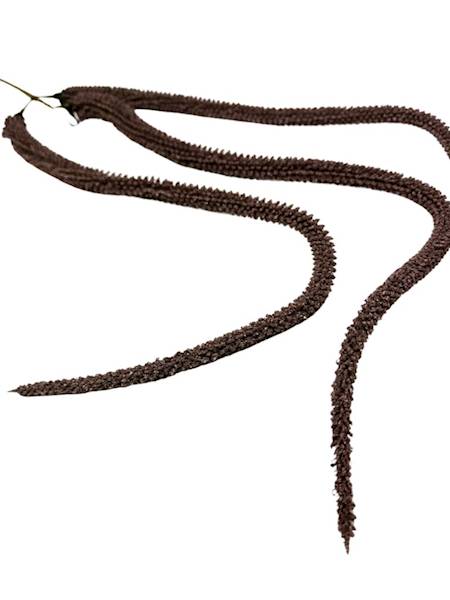 Amarantus 120 cm brązowy