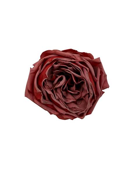 Róża główka 8 cm czerwona