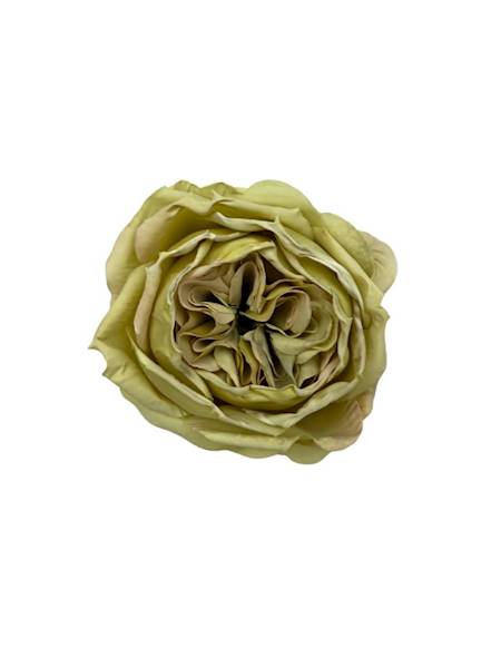 Róża główka 8 cm limonkowa