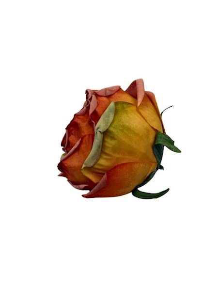 Róża główka 8 cm pomarańcz