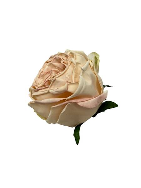 Róża główka 8 cm kremowy / delikatny róż