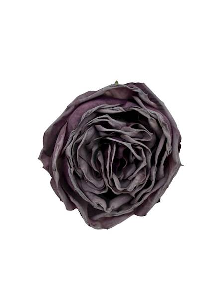 Róża główka 8 cm fiolet