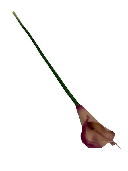 Kalia gumowa 70 cm brudny róż