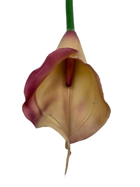 Kalia gumowa 70 cm brudny róż