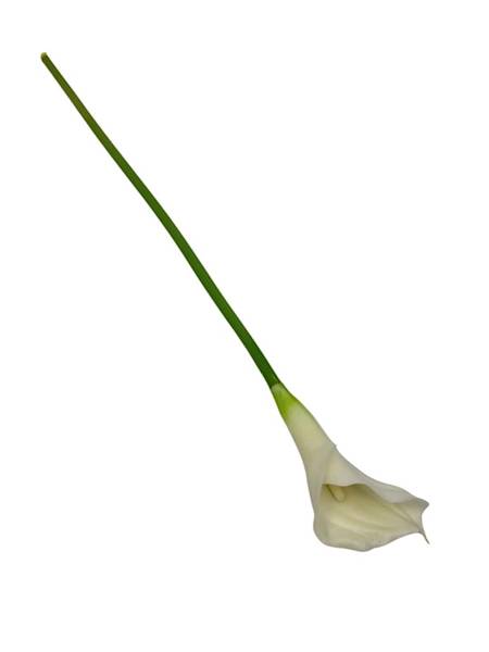 Kalia gumowa 67 cm krem i jasna zieleń