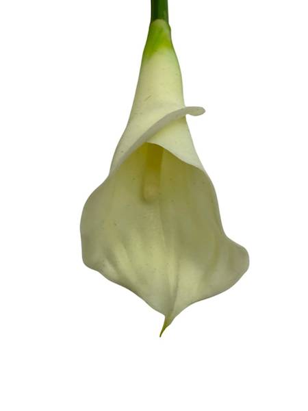 Kalia gumowa 67 cm krem i jasna zieleń